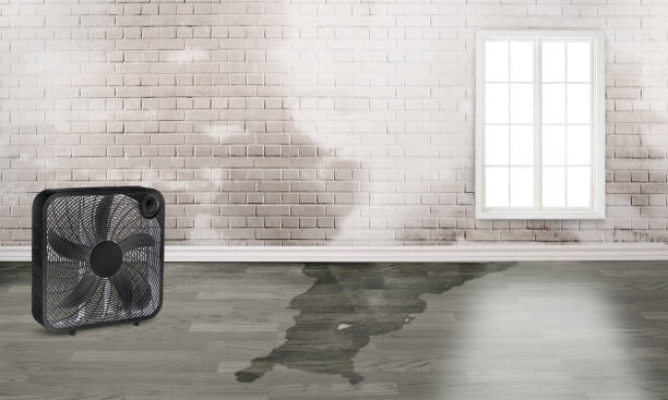 Best 24/7 water damage repair  in Meadow Lake, NM